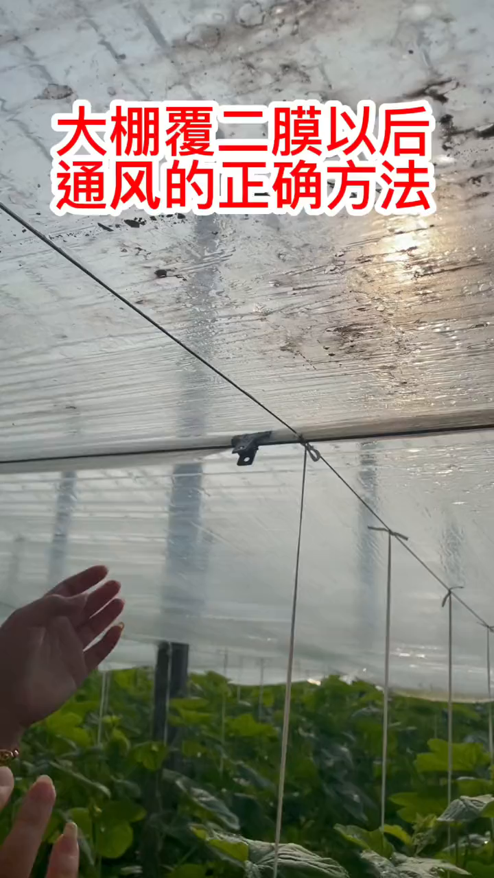 二膜大棚放风种植大棚越冬种植蔬菜基地智慧农业三农农业种