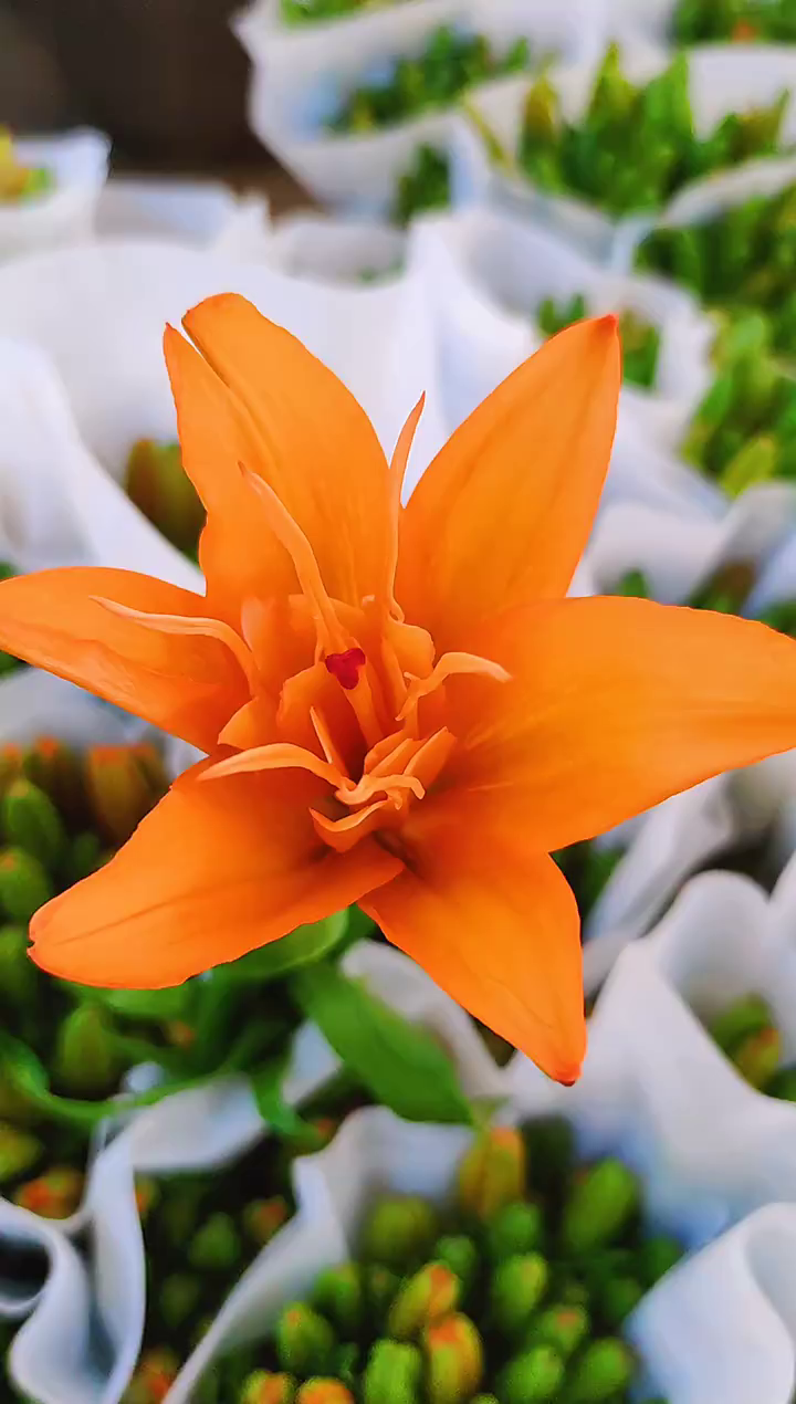 橙色梦想亚百合