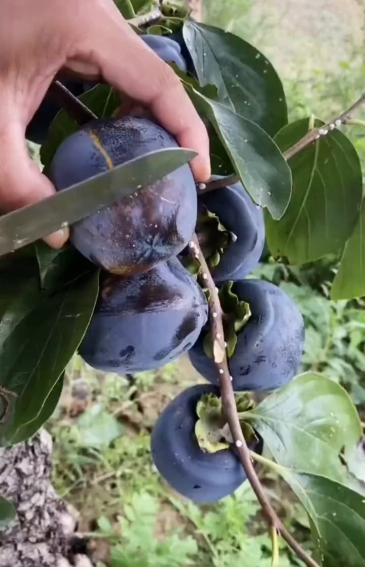 巧克力黑柿子看看这果肉