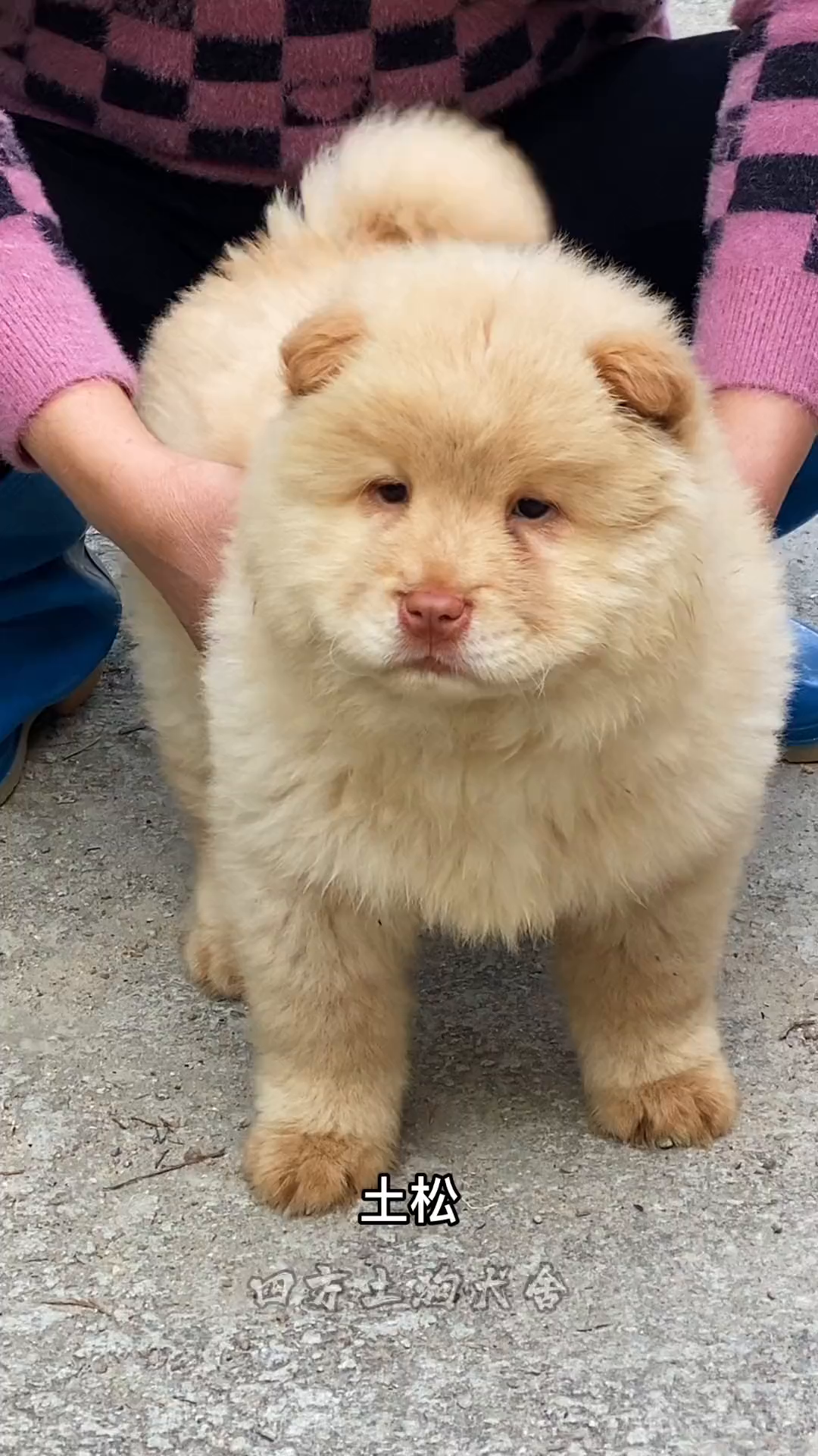 忆儿时农村的狮子狗,古老犬种之一,优雅体态,赏心悦目-度小视