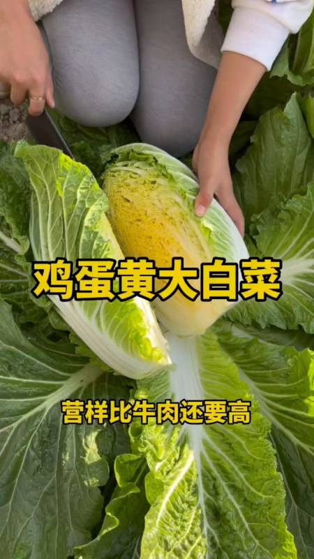 蛋黄白菜,口感比豆腐还要嫩,营样比牛肉还要高-度小视
