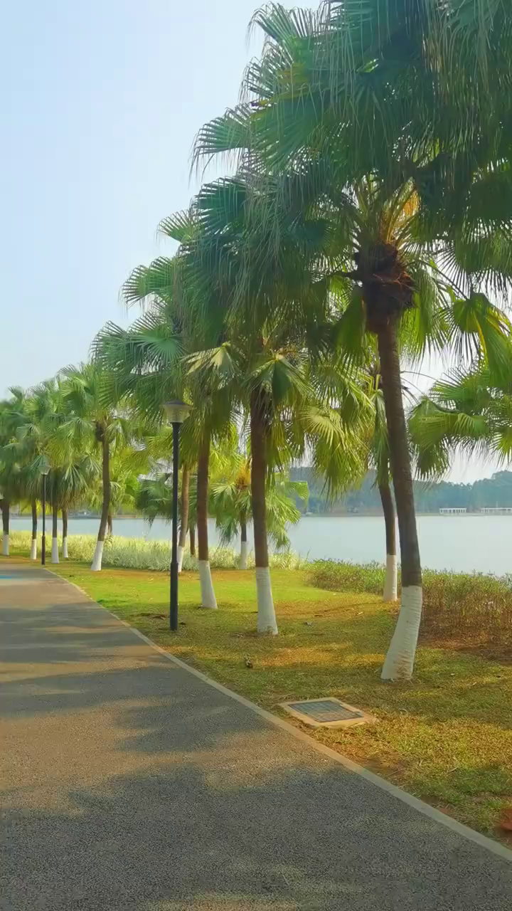 增城荔湖公园广州最适合野餐的棕榈树林-度小视
