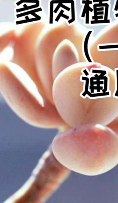 教大家多肉夏天应该如何养护