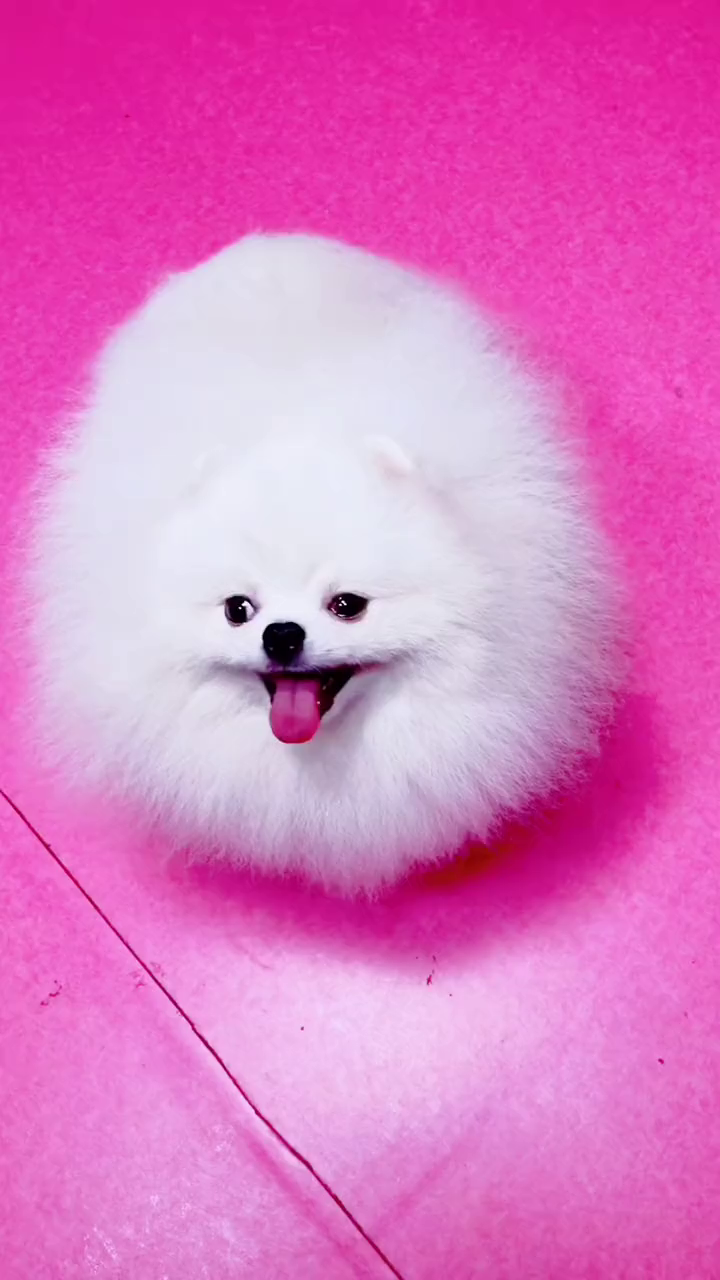 天天做新郎狗生巅峰啊博美联盟赛级博美-度小视