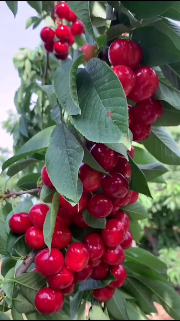 布鲁克斯大樱桃,看这个头,颜色,产量!-度小视