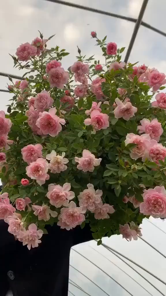 护身符阳台灌木月季