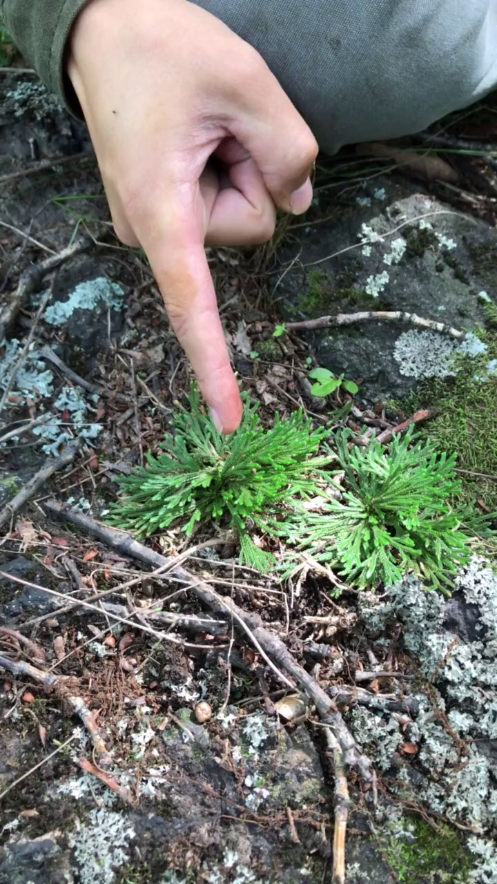 生命力极强的一种草,九死还魂草!