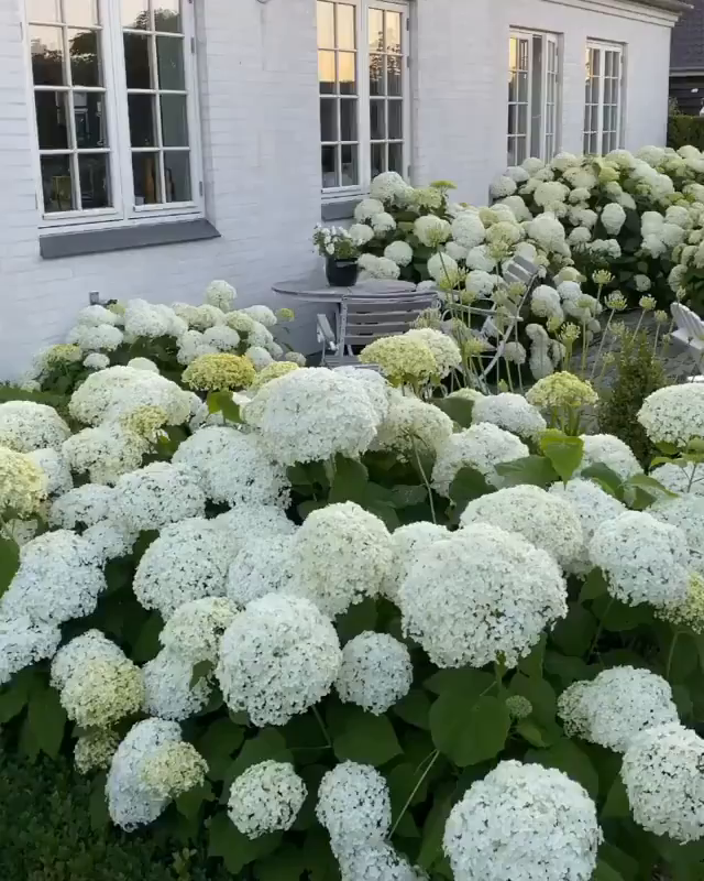 贝拉安娜绣球ins