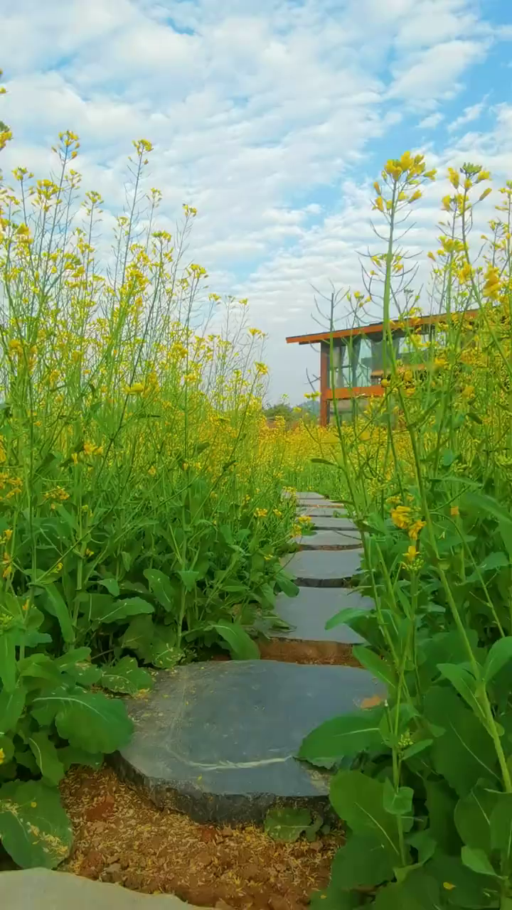 廣州最美油菜花園黃埔長嶺現代農業公園-度小視