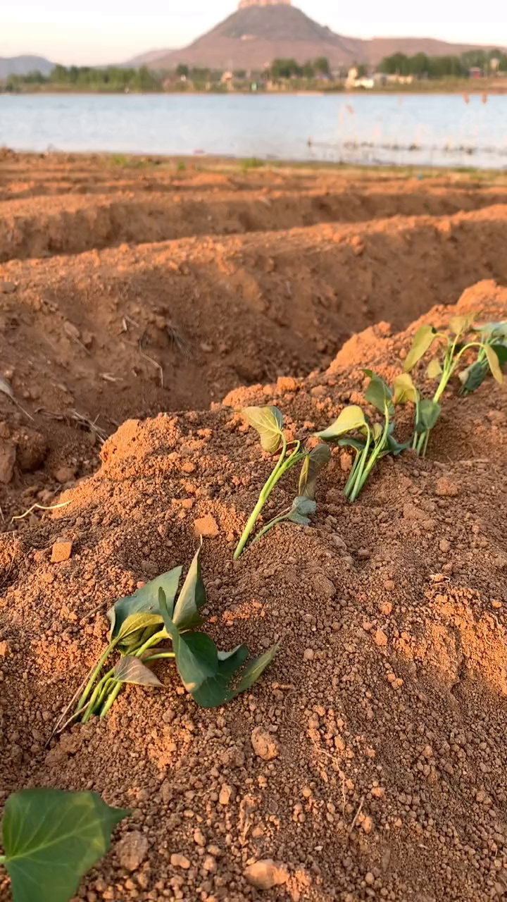 红薯苗种植管理平栽覆土六厘米左右,每个节点都可以结出红