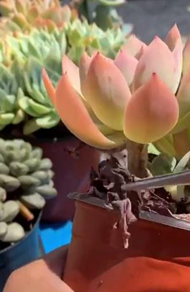 多肉植物怎么养才好看