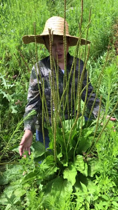 一米多高的车轱辘菜,成精啦……-度小视