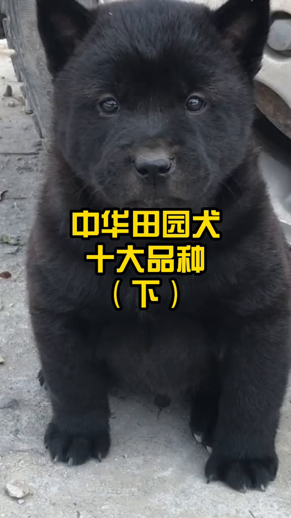 中华田园犬十大品种,下