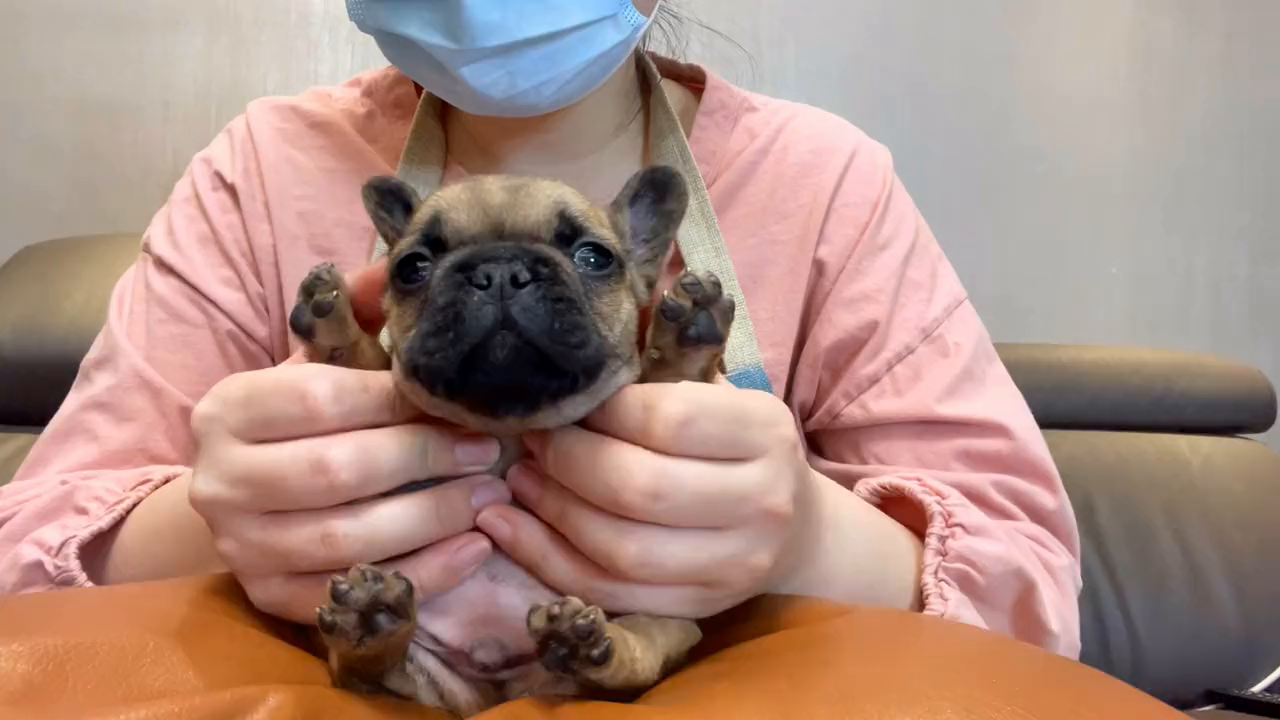 人生第一只驼色法斗,多多关照