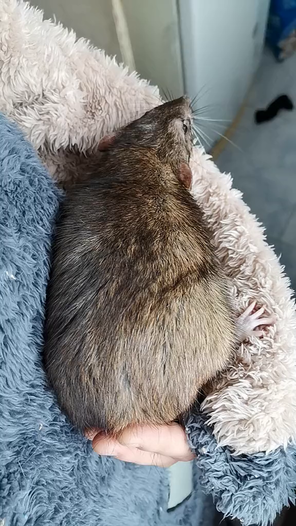 800多克的大耗子,确定不养一只吗花枝鼠-度小视