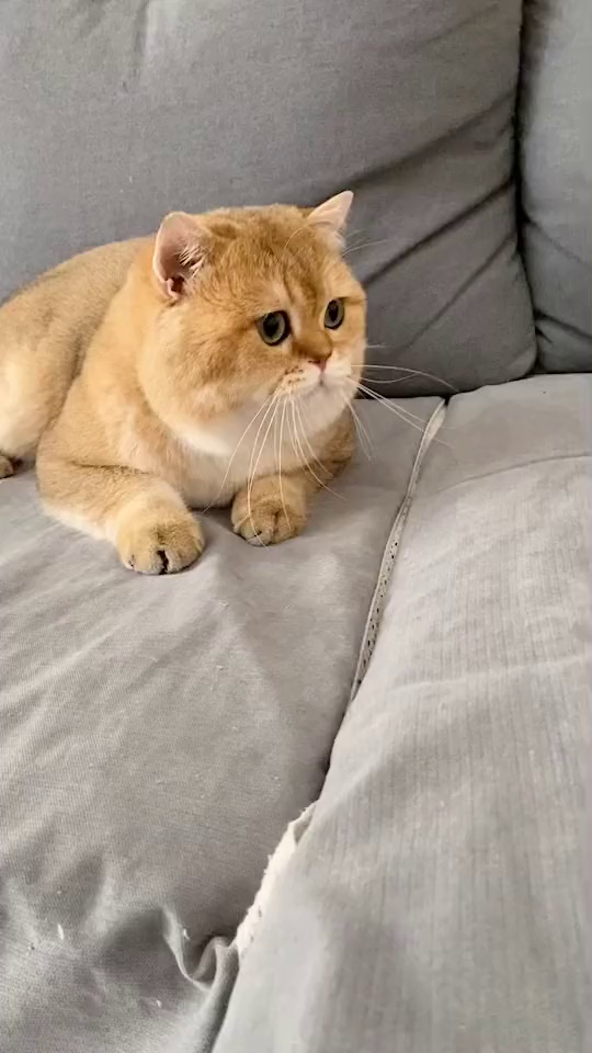 你们关注小金豆豆的爸爸来了金渐层可爱的小猫咪英短金渐层