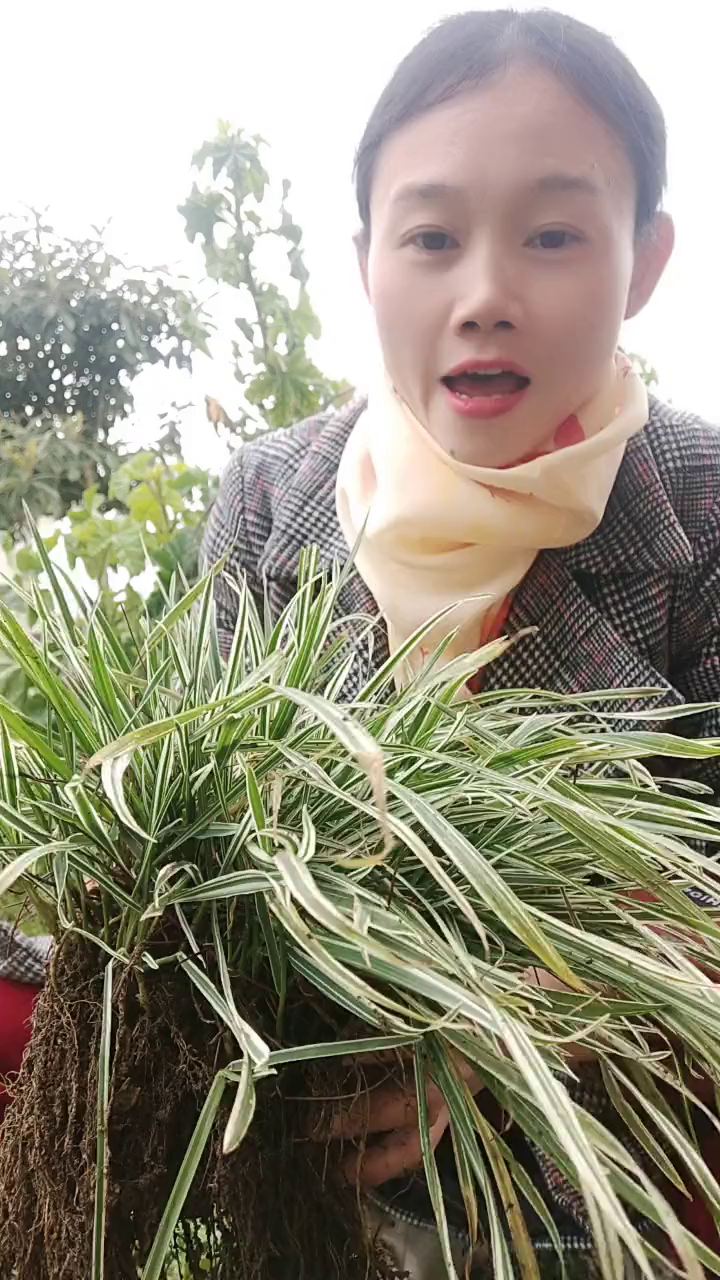 白边九子连环草,有多少人认识,有两种-度小视