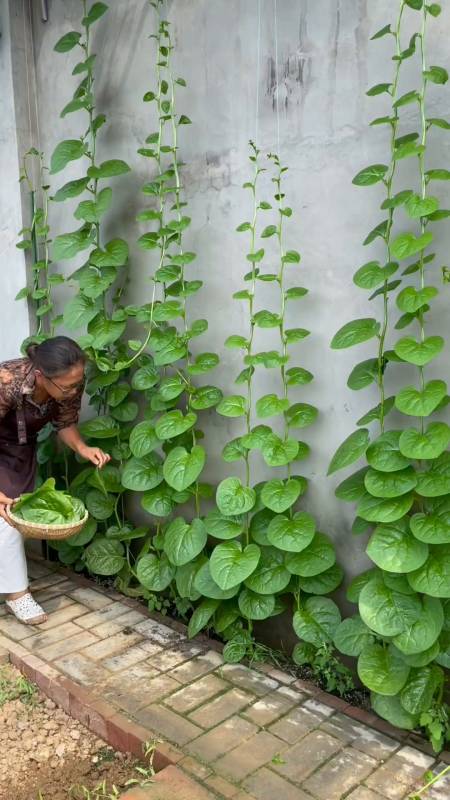 大叶木耳菜耐热好种植易管理现在种一直吃到深秋
