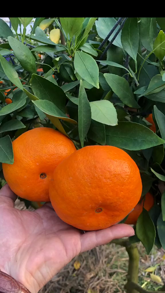 甘平柑橘果苗——甘甜的意思;平扁的意思