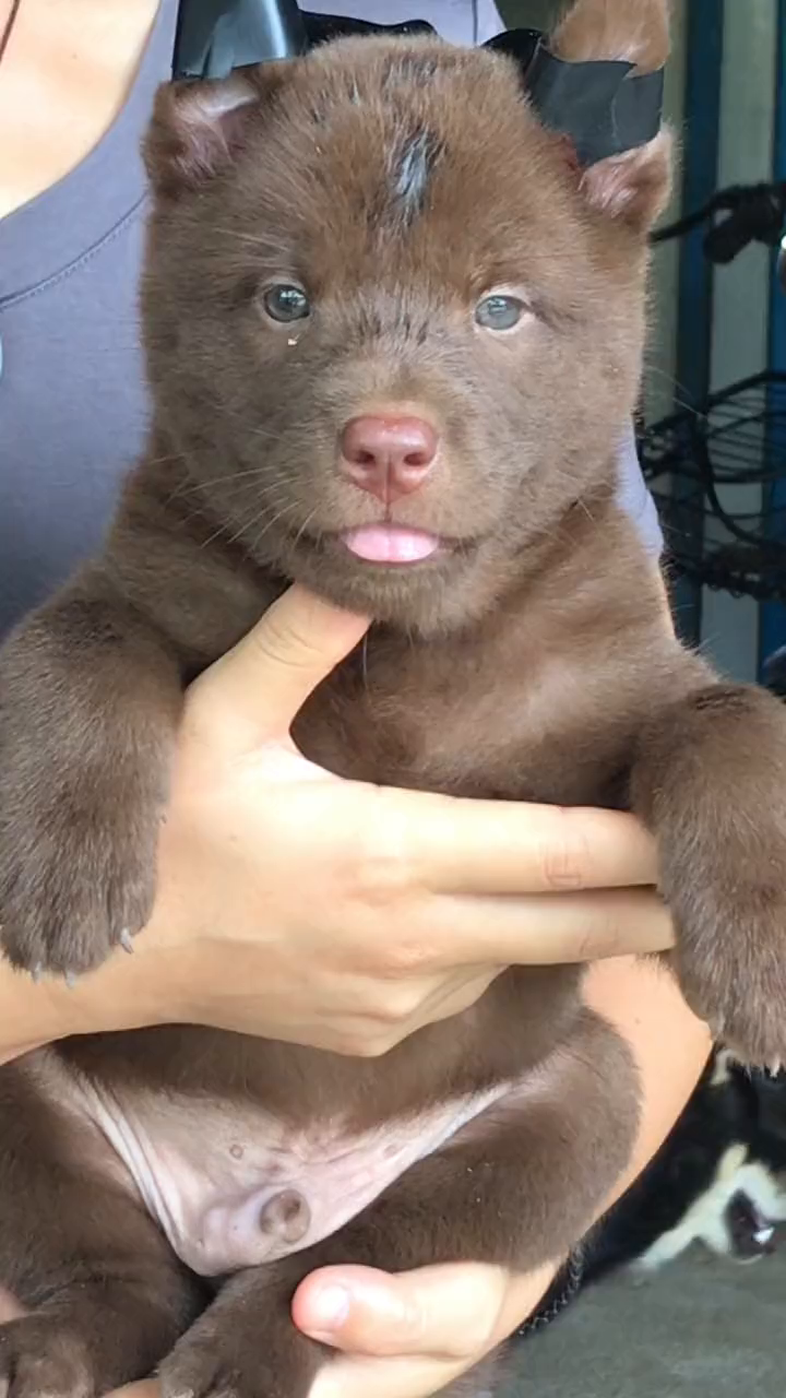 山牛红土狗,给人很神秘的感觉,远远看上去很冷酷威严