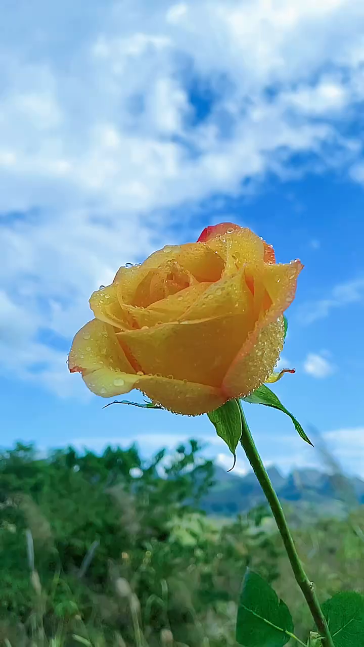 往事随风风景图片图片