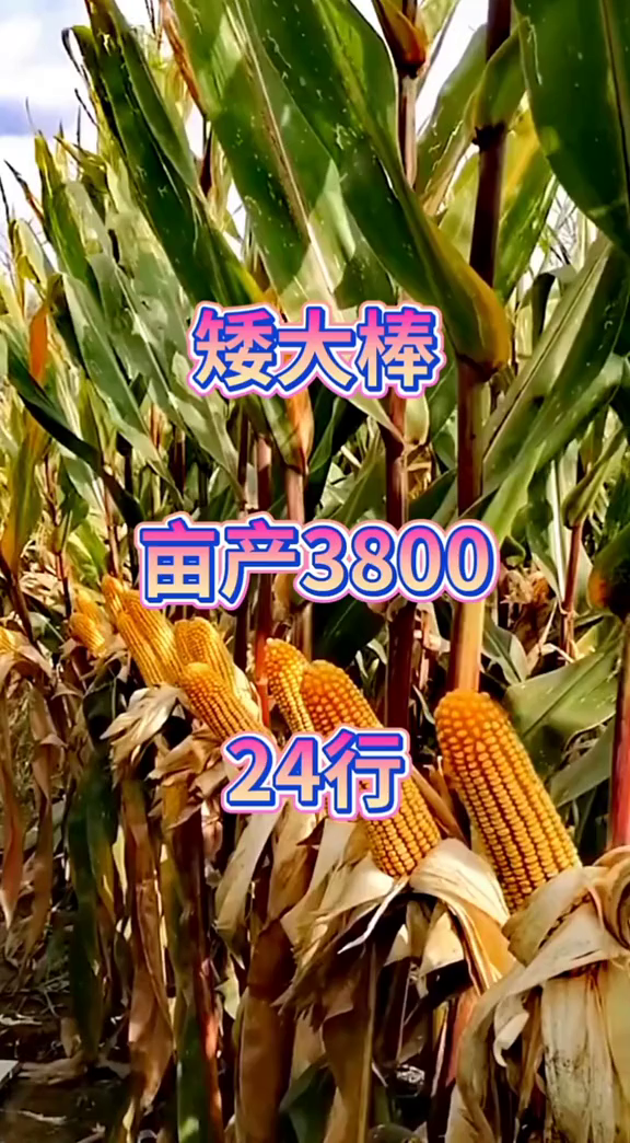 特大穗超高产玉米品种图片
