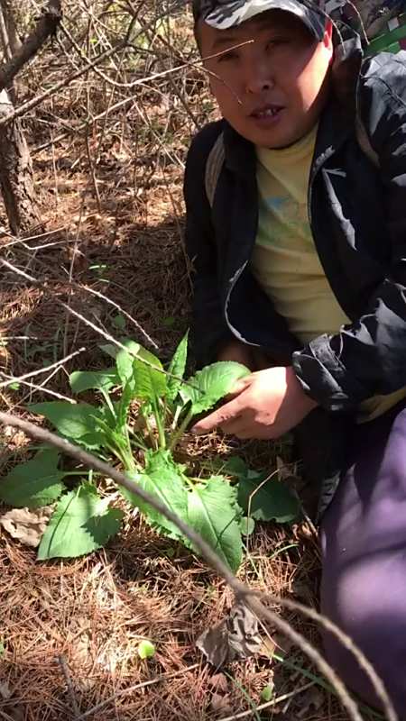 大耳毛,也叫山尖菜,是可以食用的山野菜!-度小视