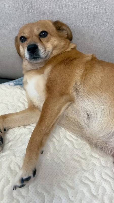 憨狗五花肉-度小视