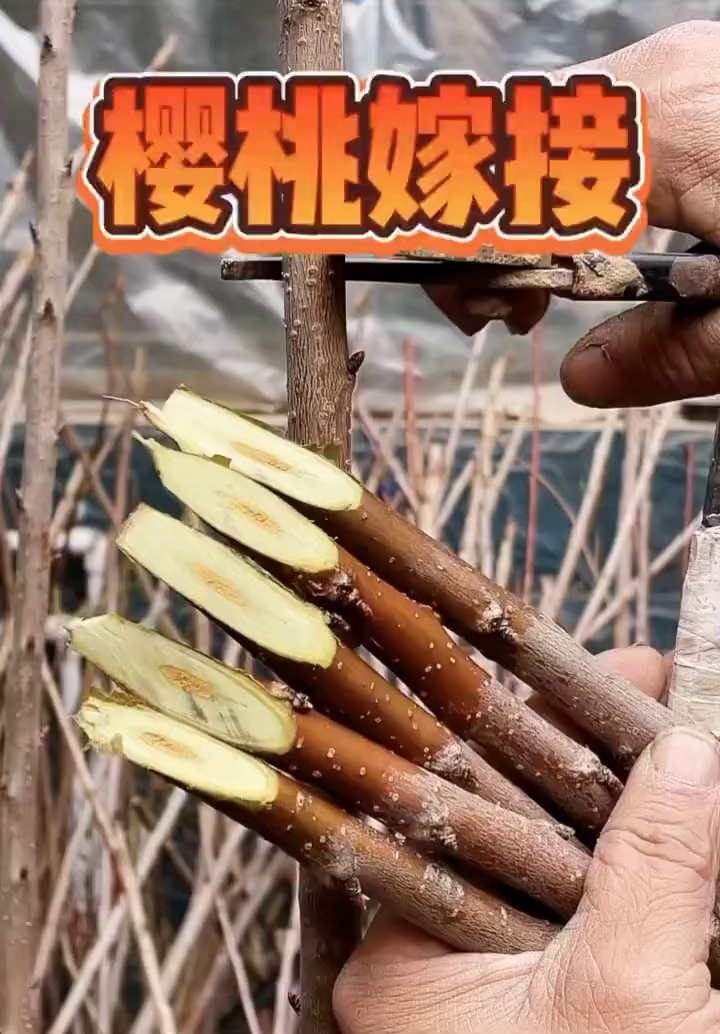一学就会的樱桃嫁接