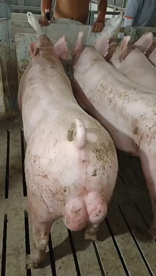 我们的纯种大白种公猪个个都是肌肉男体型