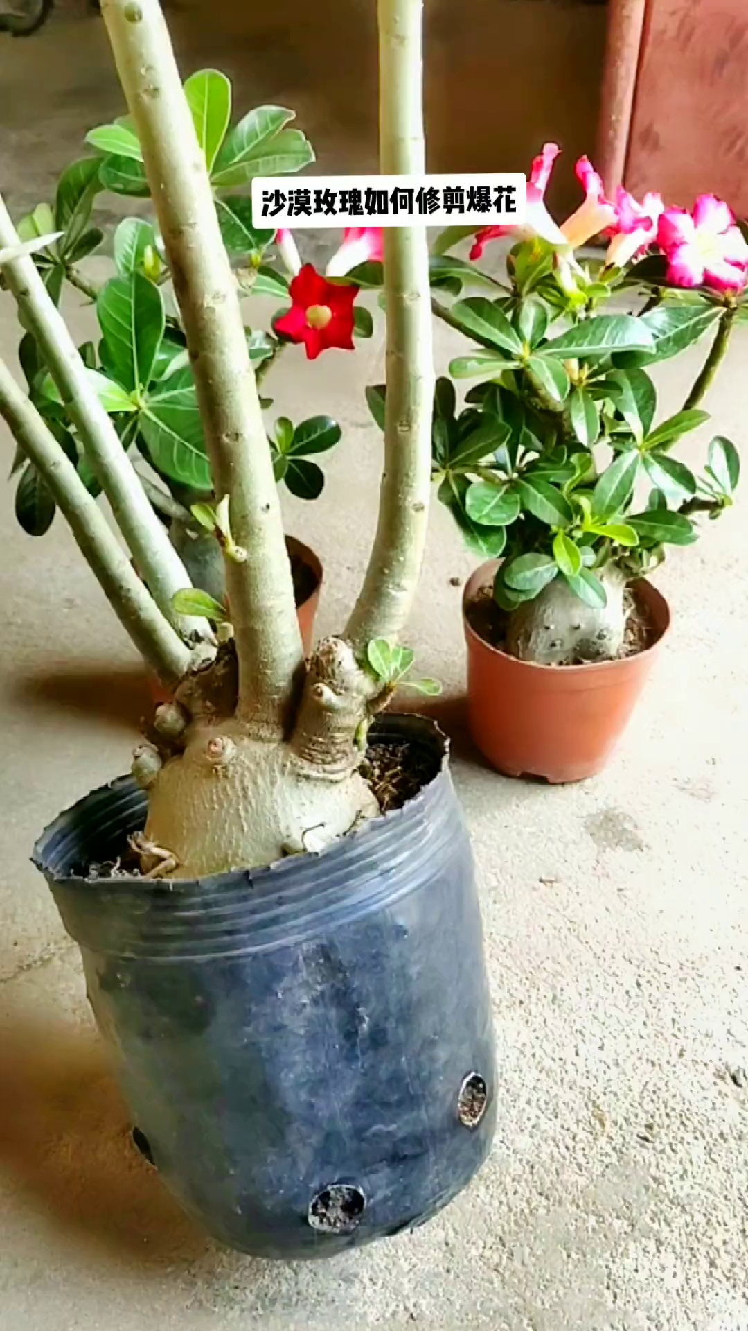 沙漠玫瑰如何修剪爆花