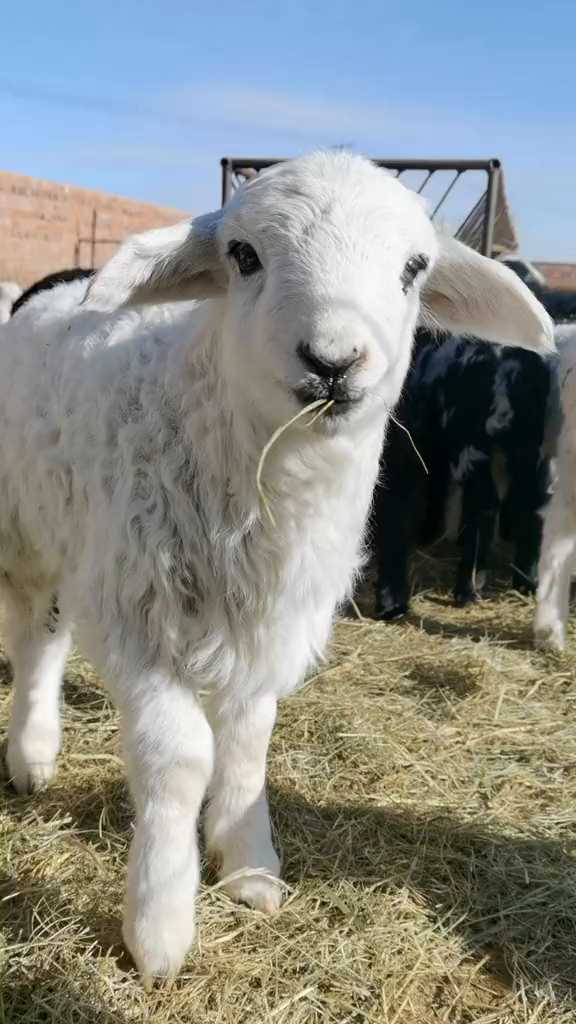 快乐的小羊羔羊牧区生活