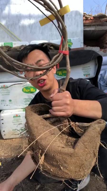 嫁接后的紫藤根系发达,肉质根系,栽种的时候选择透气疏松-度小视