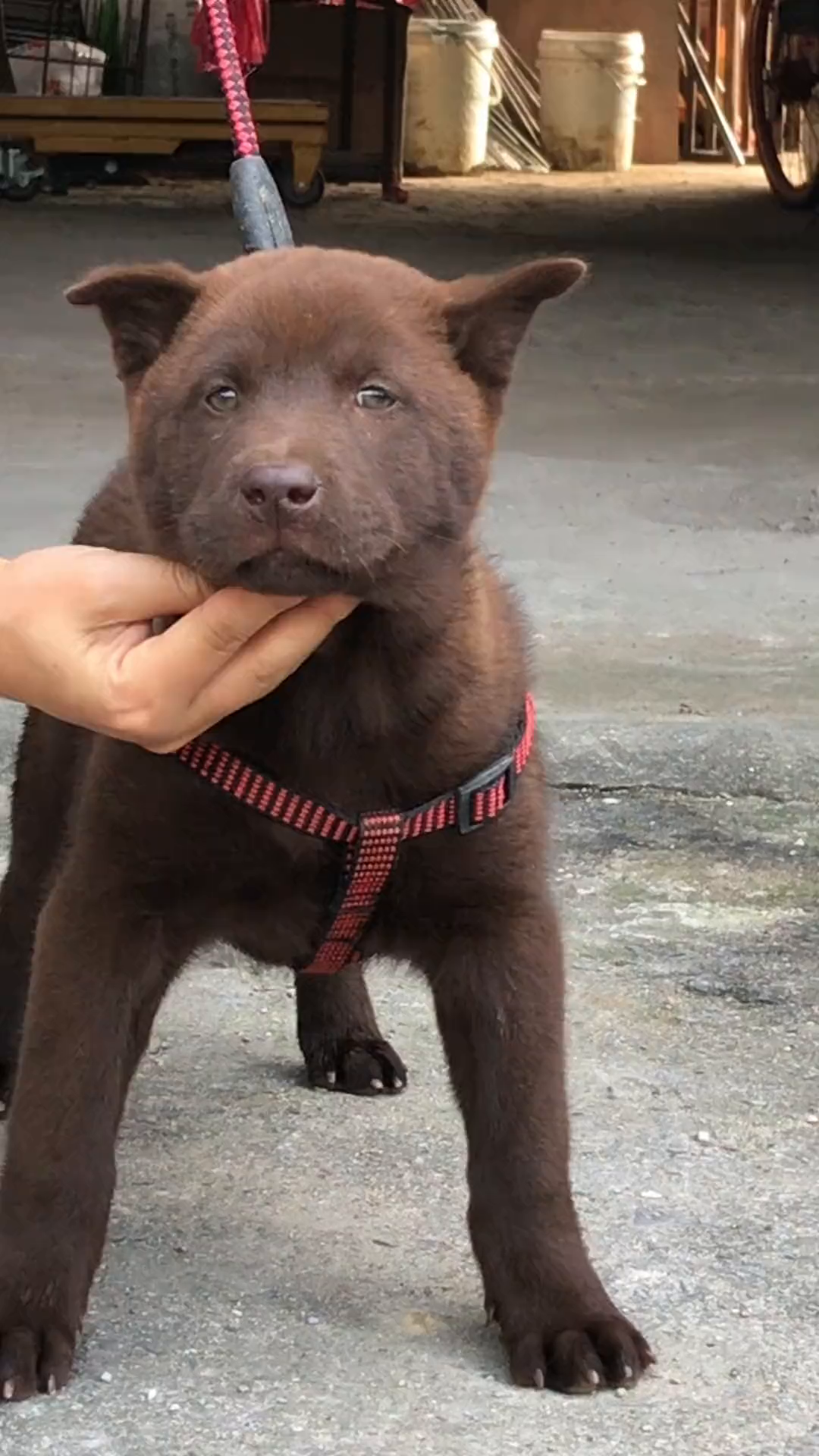 中华田园犬之山牛红,一种少为人知的土狗,属稀有品系