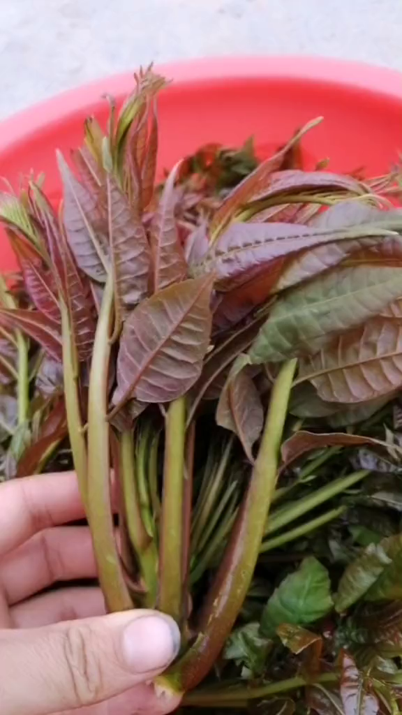 春木颠,要怎么做才好吃?我只会做凉拌-度小视