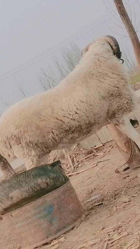 感谢小尾寒羊种公羊推荐求关注啊-度小视