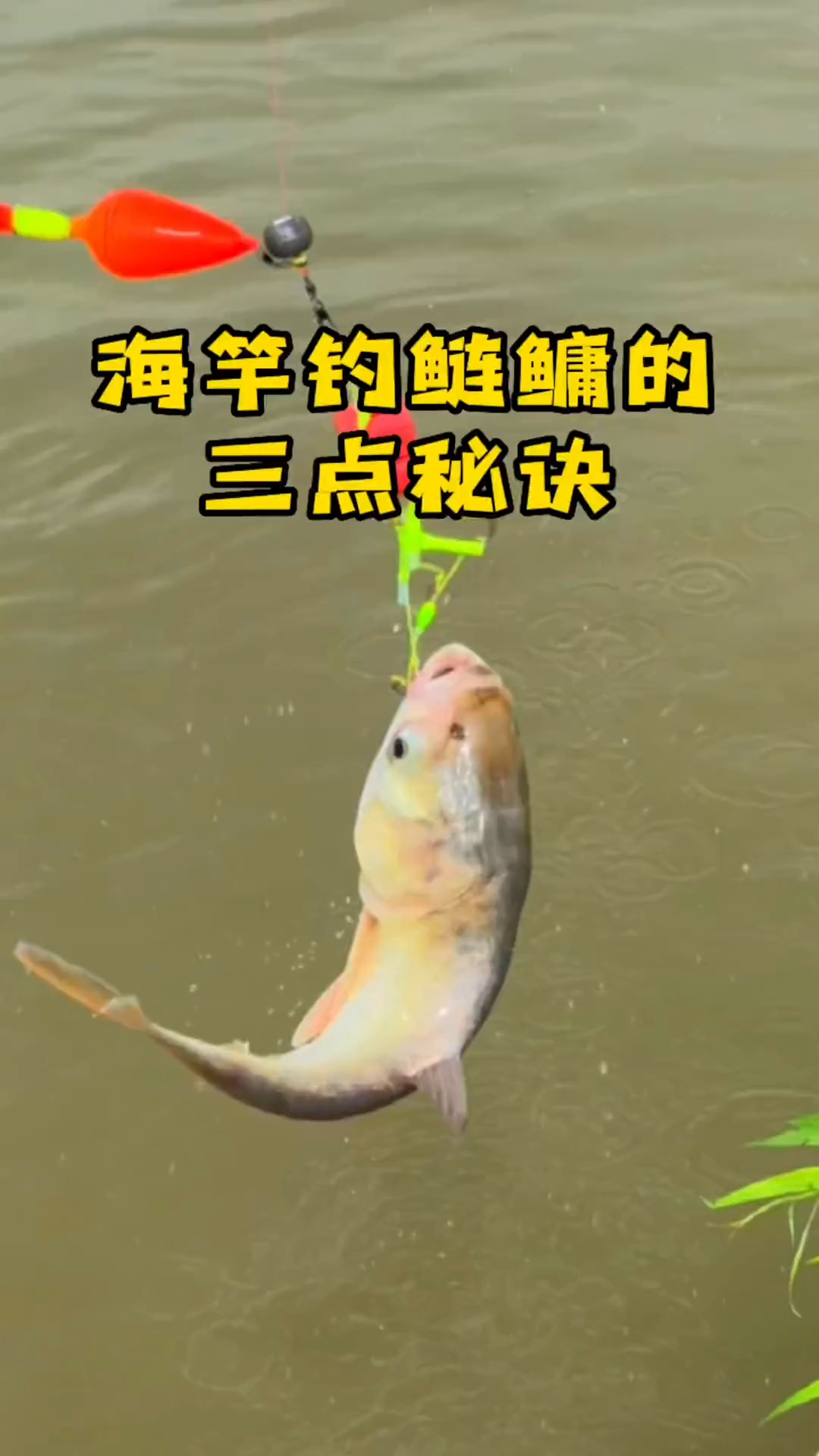 海竿钓鲢鳙的三点秘诀你学会了吗