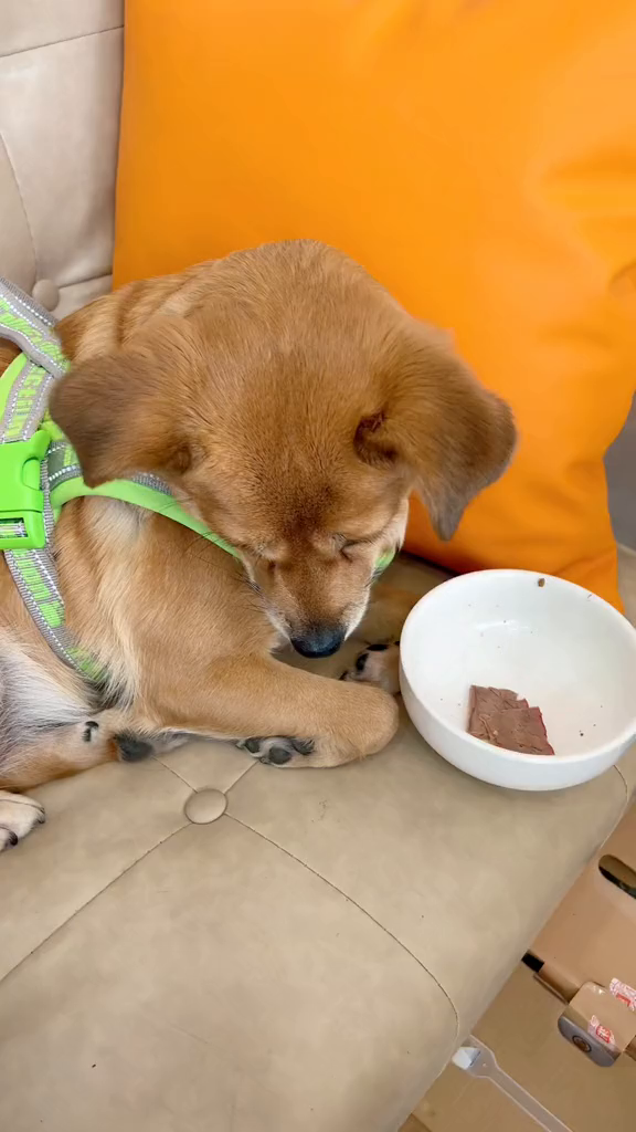现在要饭的门槛儿都这么高了吗?憨狗狗狗挑食要饭-度小视
