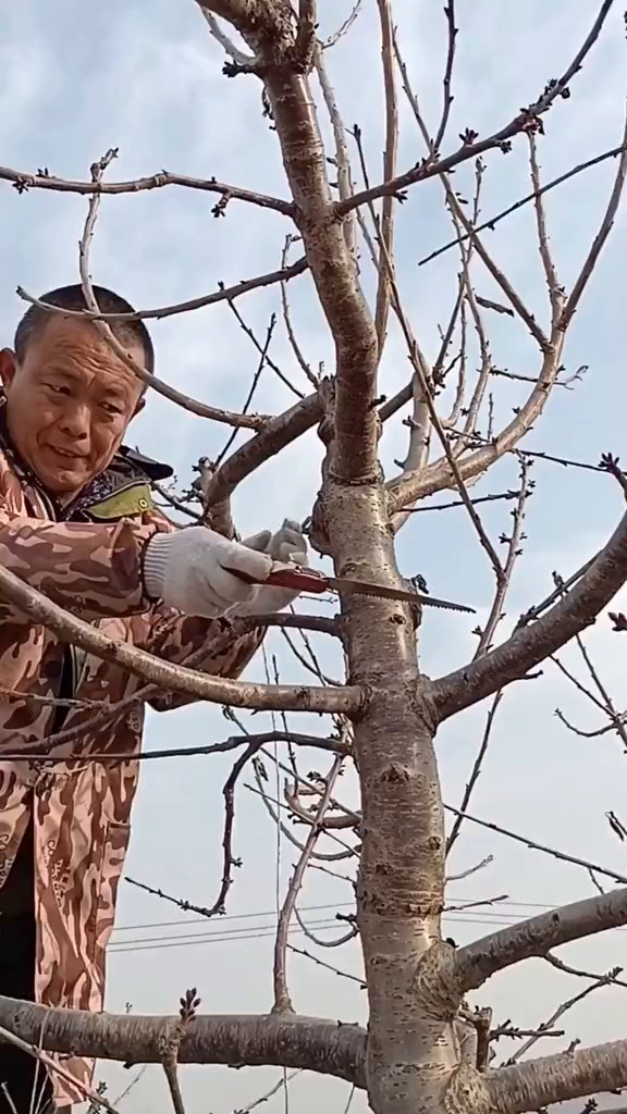 大樱桃树修剪如何落头,快来看看-度小视