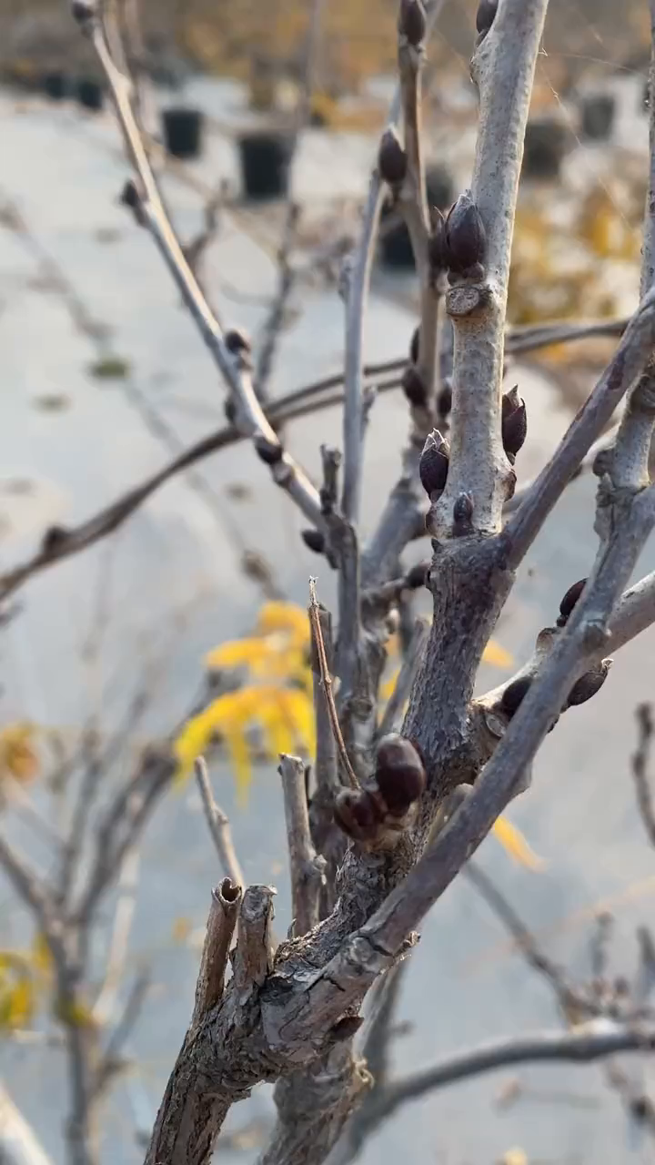 养紫藤花最开心的就是看到满满的花芽-度小视