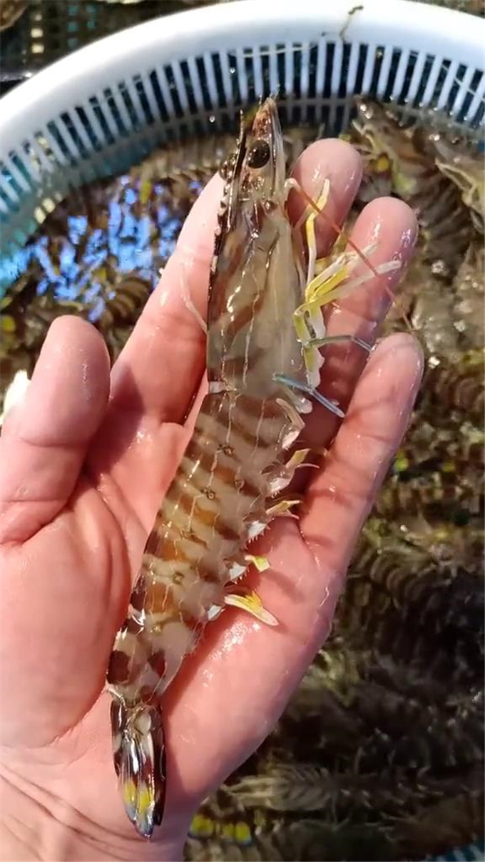 基围虾的颜色一般都比较深,皮硬肉鲜口感好,味道很不错