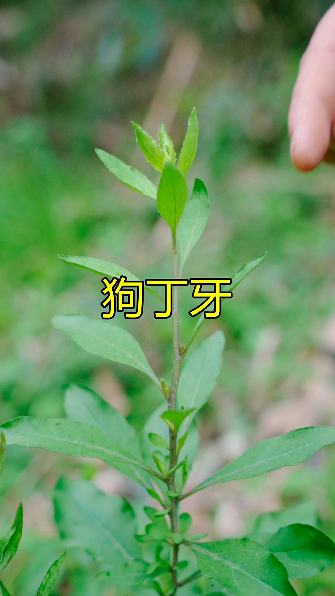 摘点野菜狗丁牙一会就摘了一大把你们叫这个什么名字