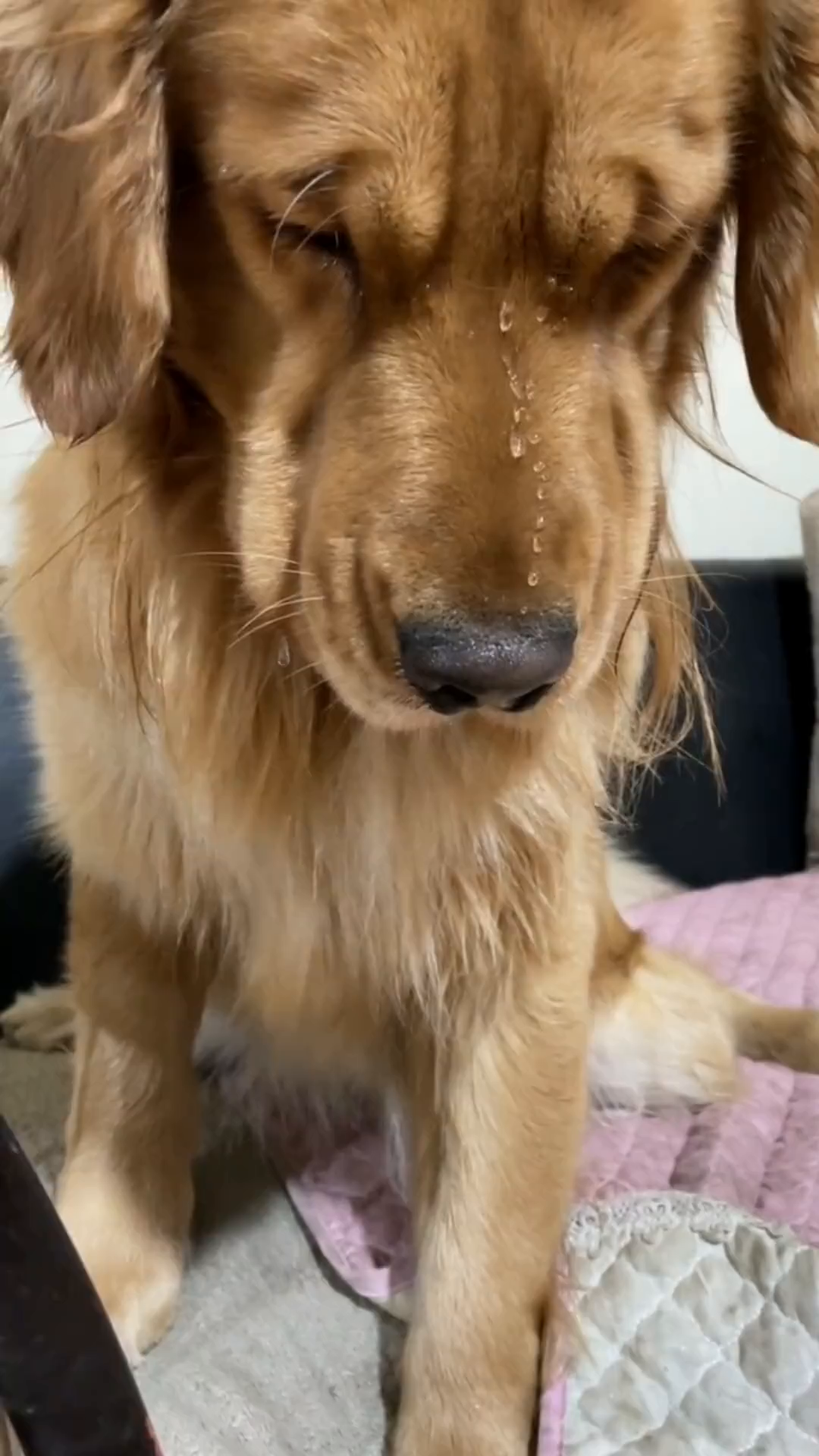 小龙这一把鼻涕一把泪呀!