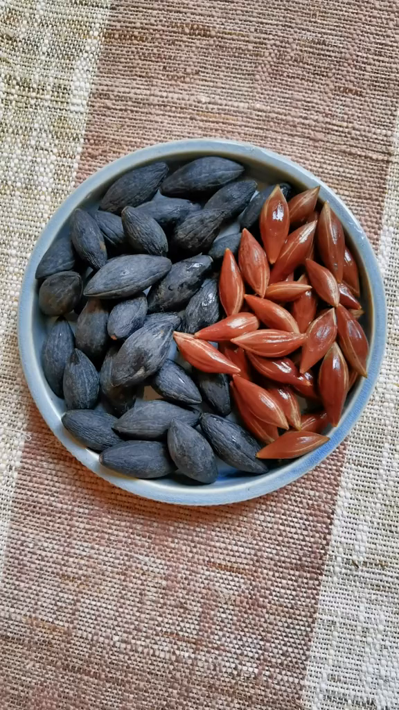 经过漫长的等待,黑橄榄终于发芽了.种子盆栽-度小视