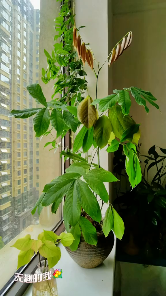 夏日将尽,秋风会来.厚果崖豆藤治愈系-度小视