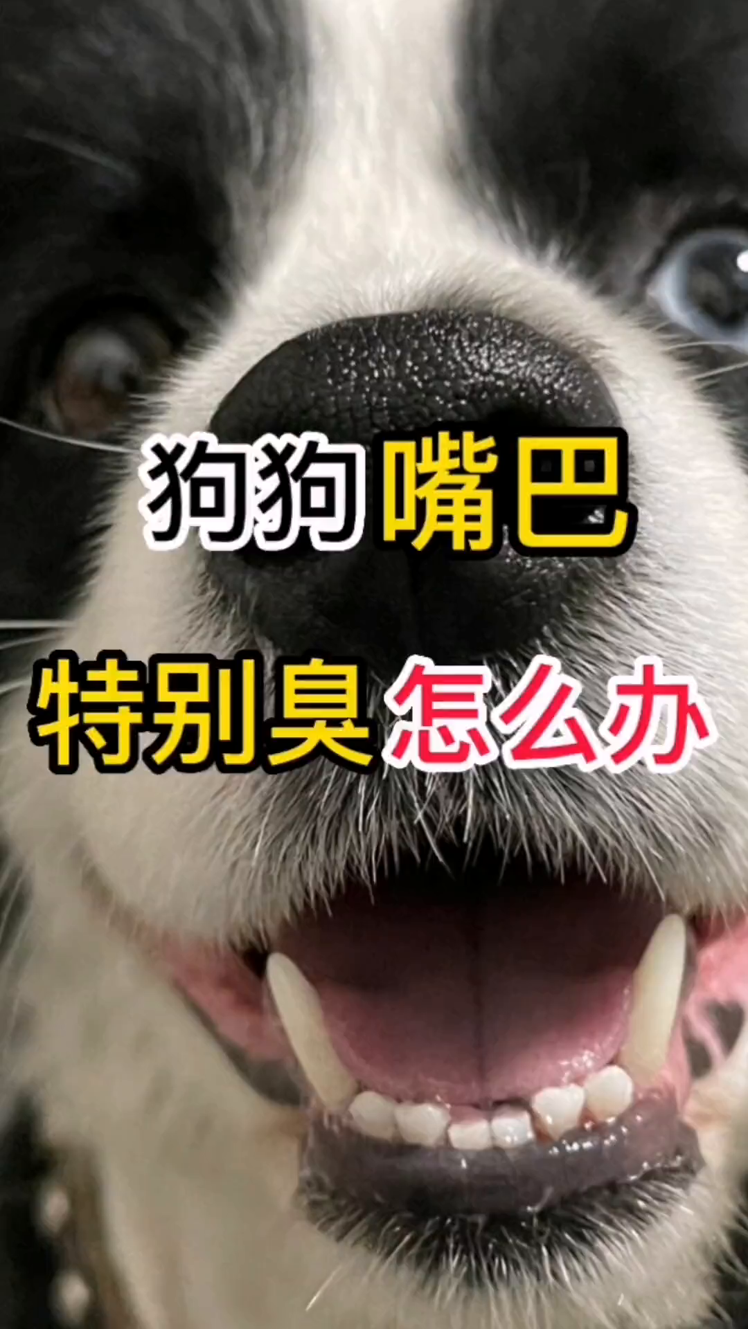 狗狗的嘴巴特别臭是怎么回事