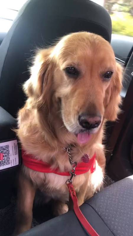 金毛大暖男享受这悠闲时光两个半小时-度小视