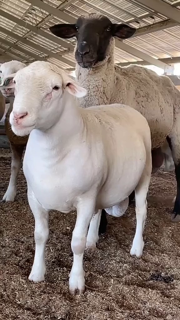 澳洲白萨福克羊图片