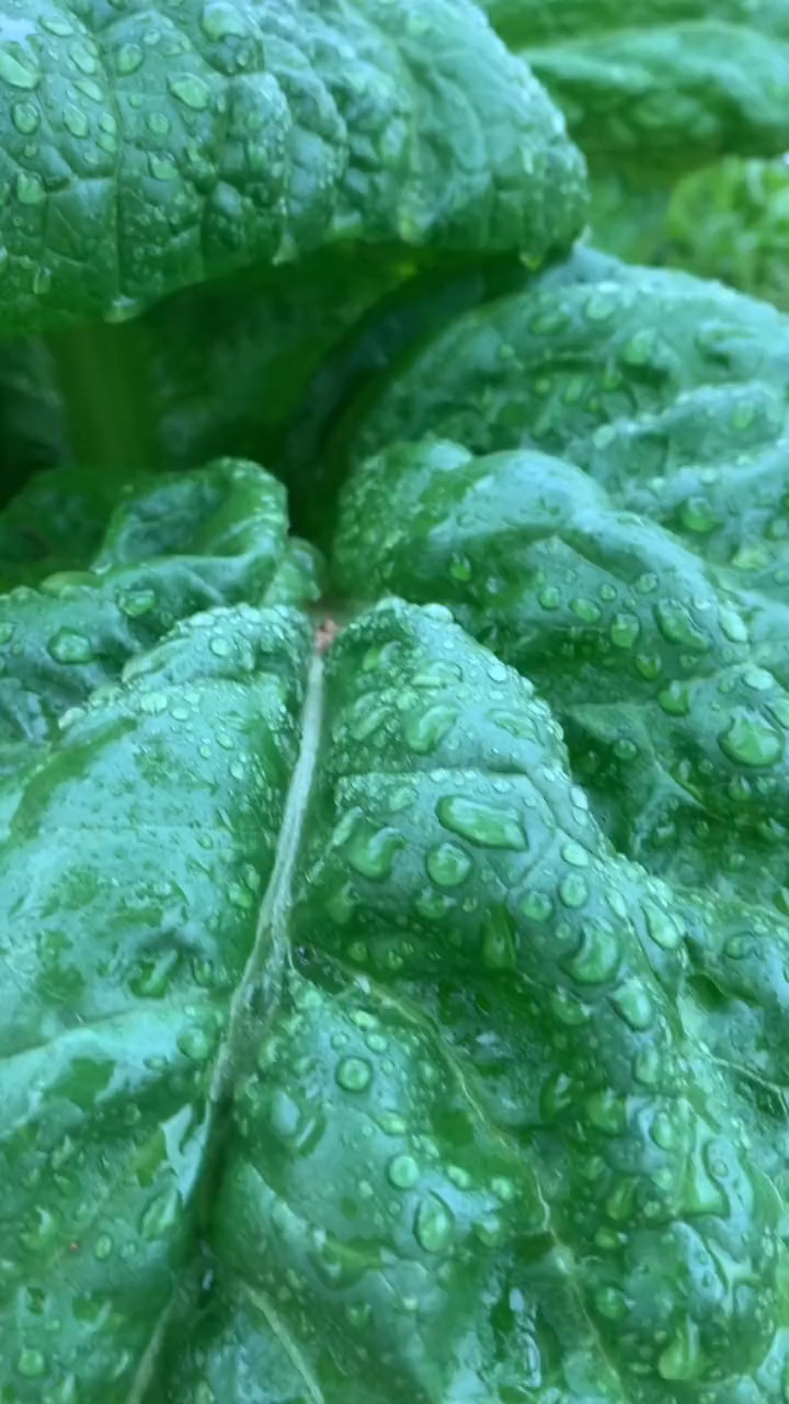 阳台种菜不断撸叶子吃的菜,它的学名叫金华三月青-度小视