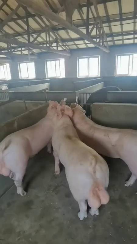 新美系原种长白种公猪身条长屁股大真正的好体型